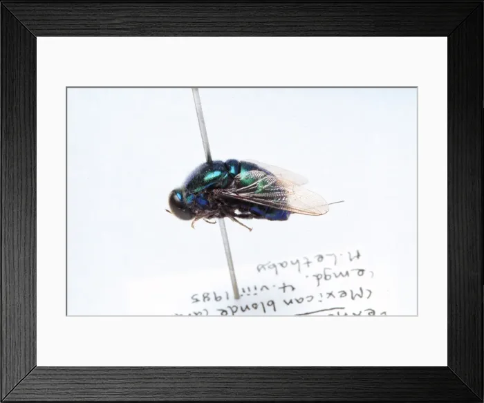 Framed Print : Lasia sp. small-headed fly Framed Print : Lasia sp. small-headed fly