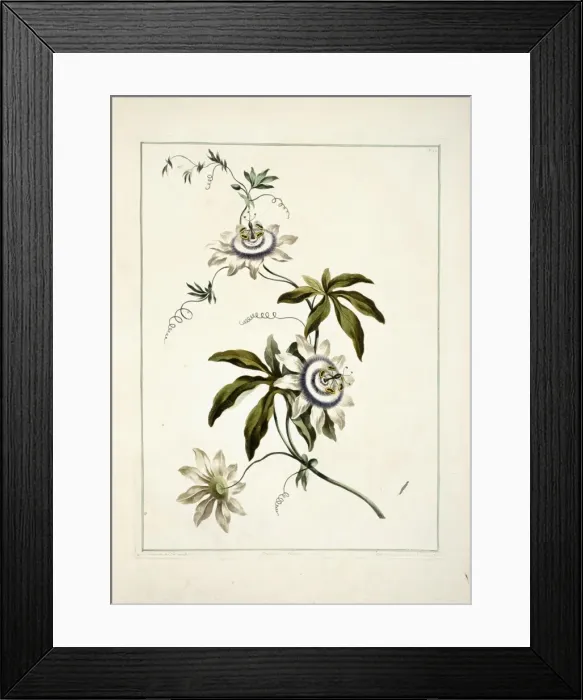 Framed Print : Folio 11 from A Collection of Flowers by John Edwards Framed Print : Folio 11 from A Collection of Flowers by John Edwards