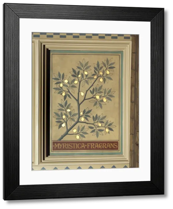 Framed Print : Myristica fragrans, nutmeg tree Framed Print : Myristica fragrans, nutmeg tree