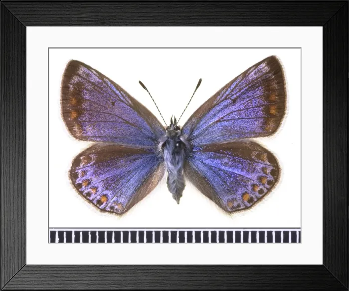 Framed Print : Polyommatus icarus, common blue Framed Print : Polyommatus icarus, common blue