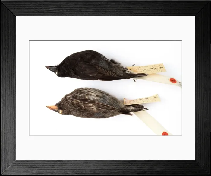 Framed Print : Geospiza scandens, common cactus finch Framed Print : Geospiza scandens, common cactus finch