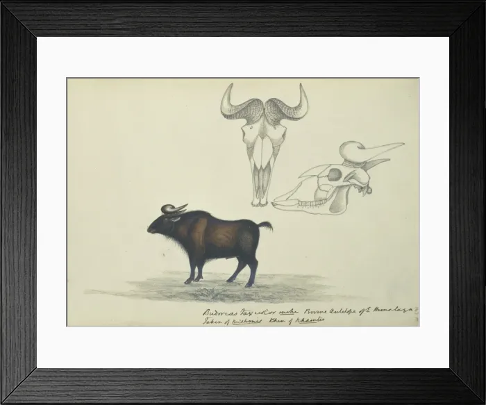 Framed Print : Budorcas taxicolor, takin Framed Print : Budorcas taxicolor, takin