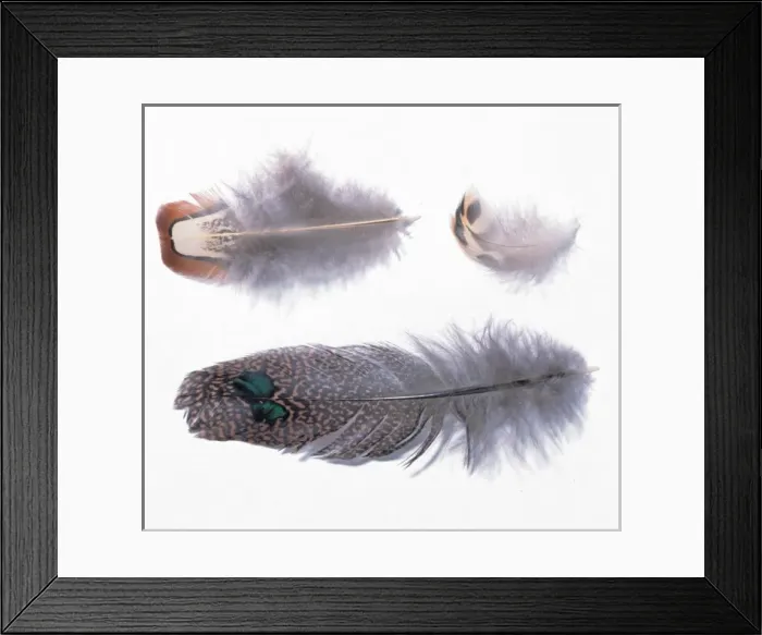 Framed Print : A collection of birds feathers Framed Print : A collection of birds feathers