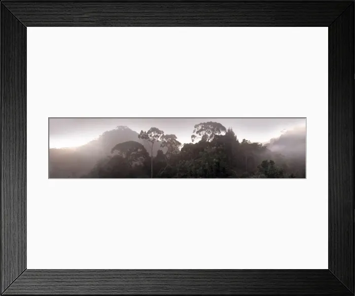Framed Print : Sinharaja forest, Sri Lanka Framed Print : Sinharaja forest, Sri Lanka
