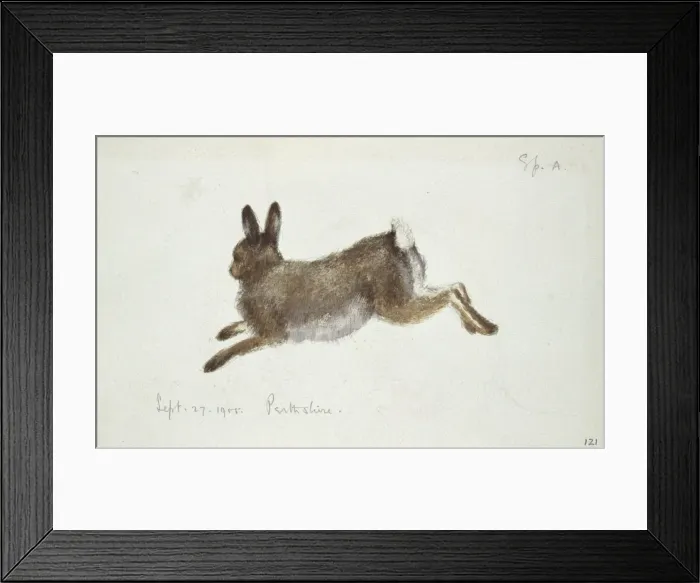 Framed Print : Lepus timidus, Arctic hare Framed Print : Lepus timidus, Arctic hare