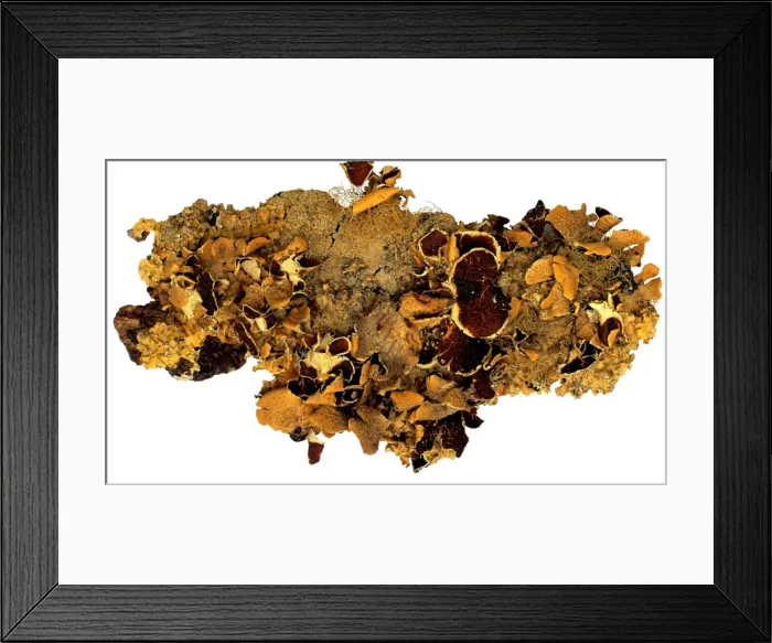 Framed Print : Nephroma sp. lichen Framed Print : Nephroma sp. lichen
