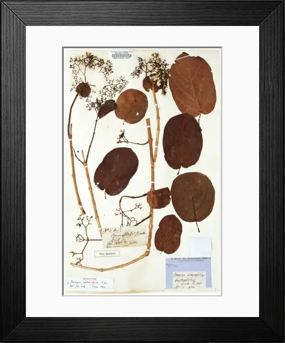 Framed Print : Premna serratifolia L. aloalo Framed Print : Premna serratifolia L. aloalo