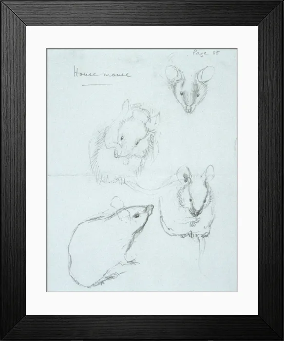 Framed Print : Mus musculus, house mouse Framed Print : Mus musculus, house mouse