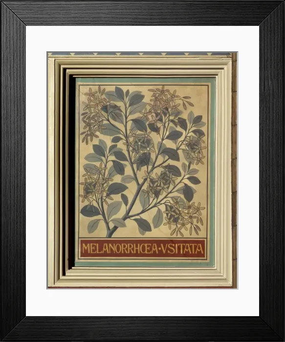 Framed Print : Melanorrhoea usitata, Burmese lacquer tree Framed Print : Melanorrhoea usitata, Burmese lacquer tree