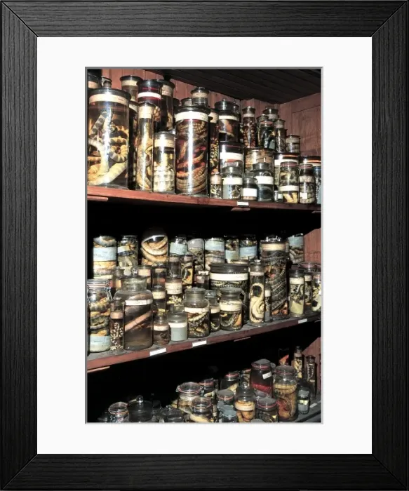 Framed Print : Zoological specimens in the Spirit Building Framed Print : Zoological specimens in the Spirit Building