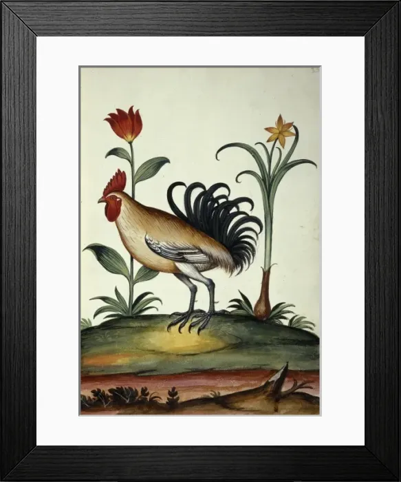 Framed Print : Junglefowl Framed Print : Junglefowl
