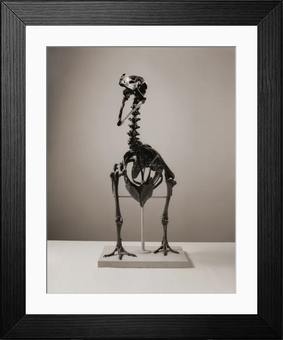 Framed Print : Raphus cucullatus, dodo Framed Print : Raphus cucullatus, dodo