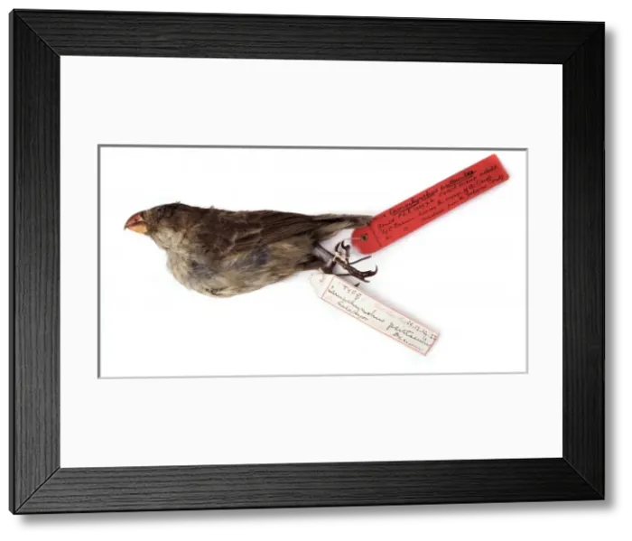Framed Print : Camarhynchus psittacula, large tree finch Framed Print : Camarhynchus psittacula, large tree finch