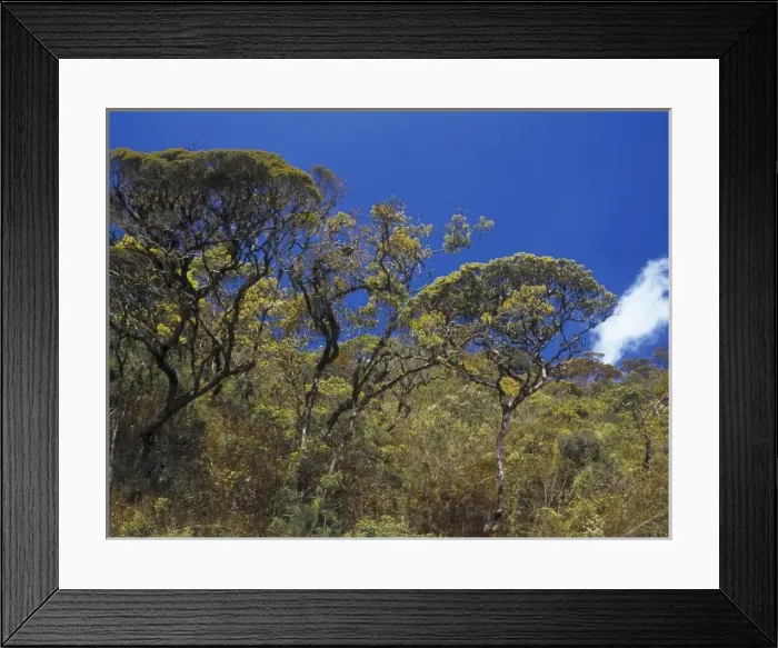 Framed Print : Upper montane rainforest, Sri Lanka Framed Print : Upper montane rainforest, Sri Lanka