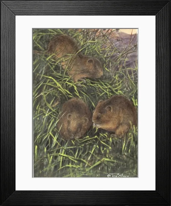 Framed Print : Microtus arvalis orcadensis, Orkney vole Framed Print : Microtus arvalis orcadensis, Orkney vole
