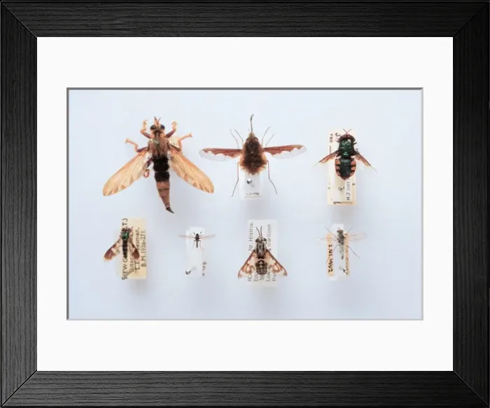 Framed Print : Brachyera family specimens Framed Print : Brachyera family specimens