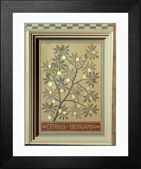 Framed Print : Citrus bergamia, bergamot orange Framed Print : Citrus bergamia, bergamot orange