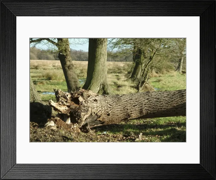 Framed Print : Quercus sp. oak Framed Print : Quercus sp. oak