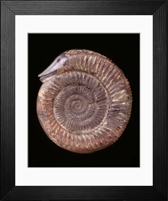 Framed Print : Dactylioceras commune, ammonite Framed Print : Dactylioceras commune, ammonite