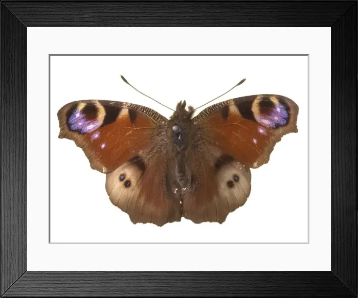 Framed Print : Inachis io, peacock butterfly Framed Print : Inachis io, peacock butterfly