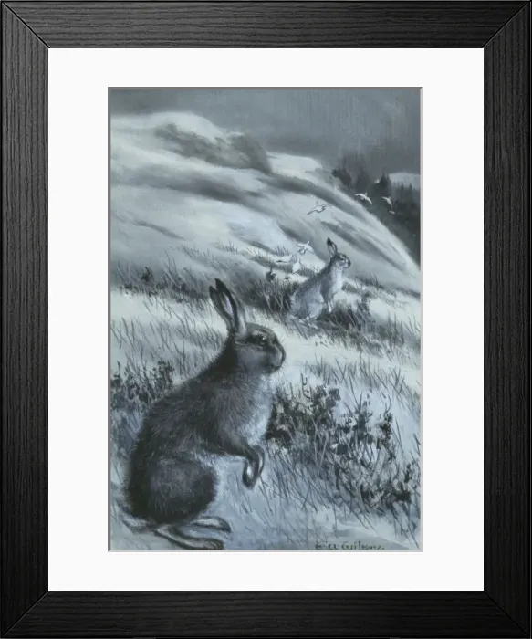 Framed Print : Lepus timidus, Arctic hare Framed Print : Lepus timidus, Arctic hare