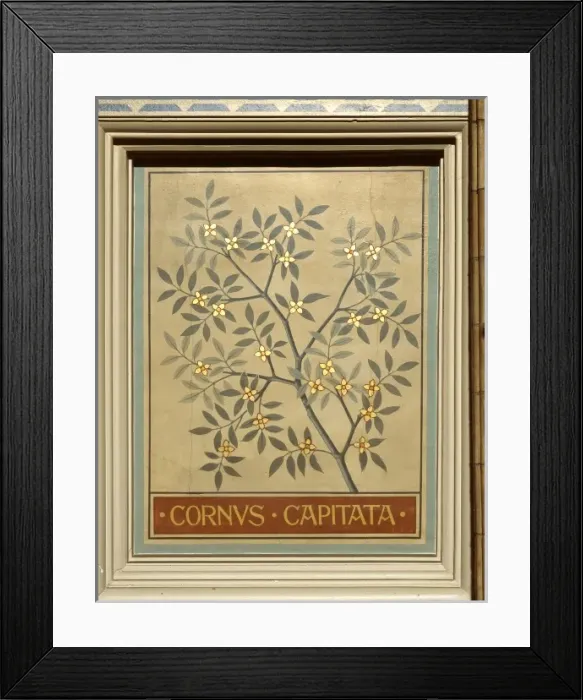 Framed Print : Cornus capitata, dogwood Framed Print : Cornus capitata, dogwood