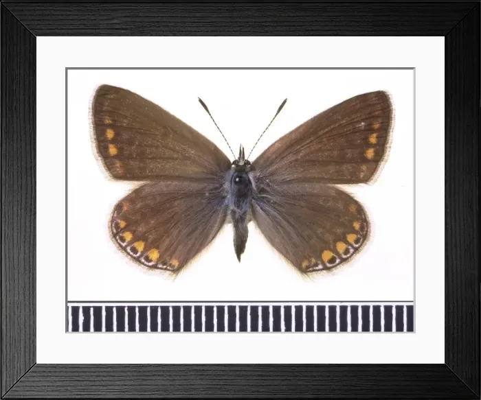 Framed Print : Polyommatus icarus, common blue Framed Print : Polyommatus icarus, common blue
