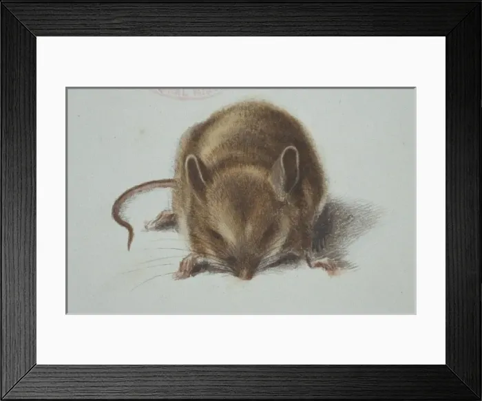 Framed Print : Apodemus sylvaticus, long-tailed field mouse Framed Print : Apodemus sylvaticus, long-tailed field mouse
