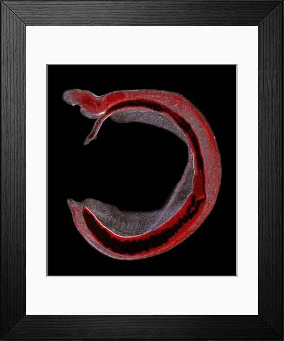 Framed Print : Schistosoma spp. blood fluke Framed Print : Schistosoma spp. blood fluke