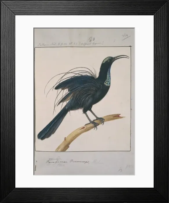 Framed Print : Ptiloris magnificus, magnificent riflebird Framed Print : Ptiloris magnificus, magnificent riflebird