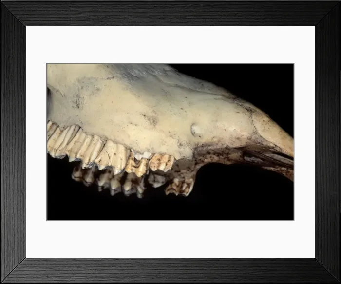Framed Print : Bos taurus, cattle Framed Print : Bos taurus, cattle