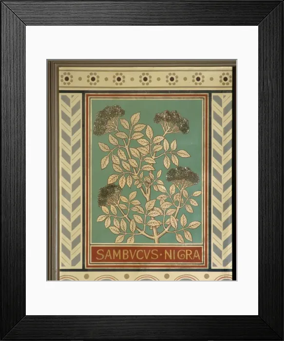 Framed Print : Sambucus nigra, elder Framed Print : Sambucus nigra, elder