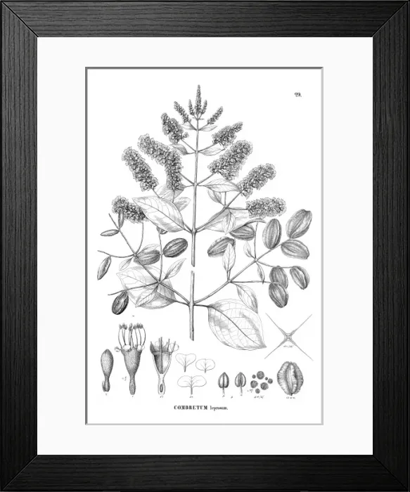 Framed Print : Combretum leprosum Framed Print : Combretum leprosum