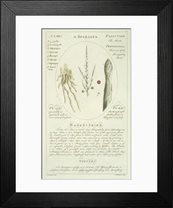 Framed Print : Asparagus officinalis, asparagus Framed Print : Asparagus officinalis, asparagus