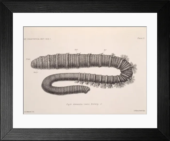 Framed Print : Arenicola loveni, polychaete worm Framed Print : Arenicola loveni, polychaete worm