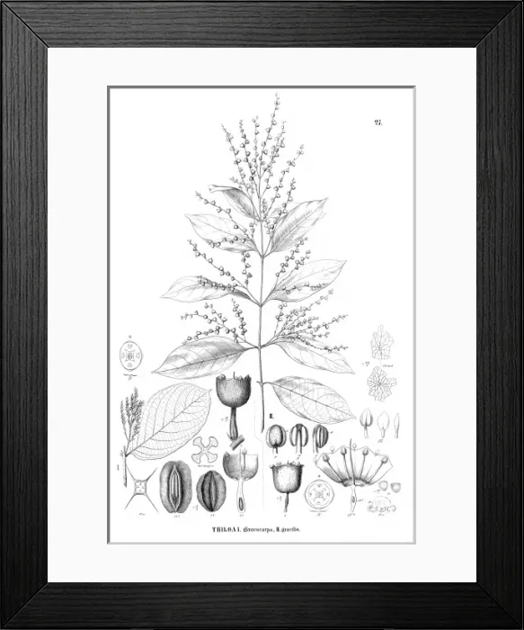 Framed Print : Thiloa glaucocarpa and Thiloa gracilis Framed Print : Thiloa glaucocarpa and Thiloa gracilis