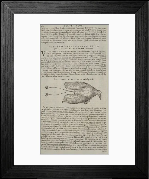 Framed Print : Cicinnurus regius, king bird-of-paradise Framed Print : Cicinnurus regius, king bird-of-paradise