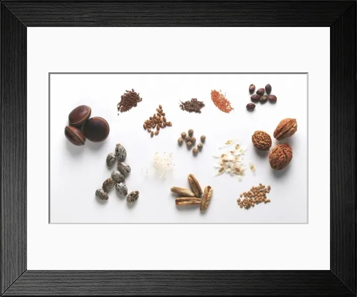 Framed Print : Seed specimens Framed Print : Seed specimens