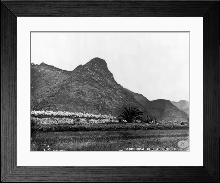 Framed Print : Cochineal Plantation, Tenerife 1873 Framed Print : Cochineal Plantation, Tenerife 1873