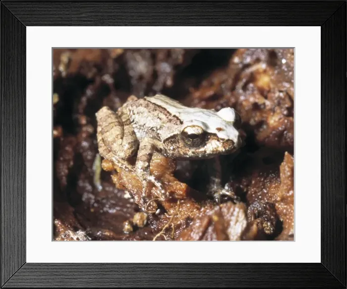 Framed Print : Frog. One of the 140 frog species known from the island of Sri Lanka Framed Print : Frog. One of the 140 frog species known from the island of Sri Lanka