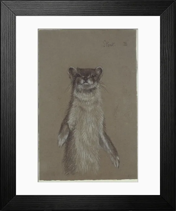Framed Print : Mustela erminea, ermine Framed Print : Mustela erminea, ermine
