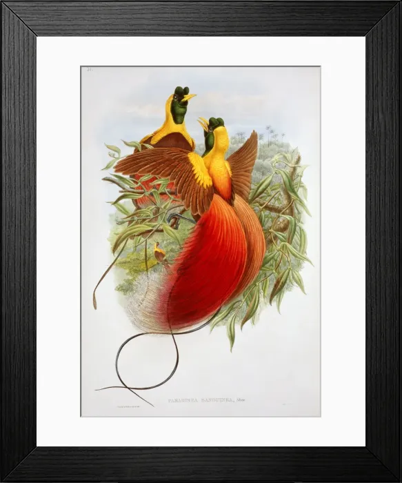 Framed Print : Paradisaea rubra, red bird-of-paradise Framed Print : Paradisaea rubra, red bird-of-paradise