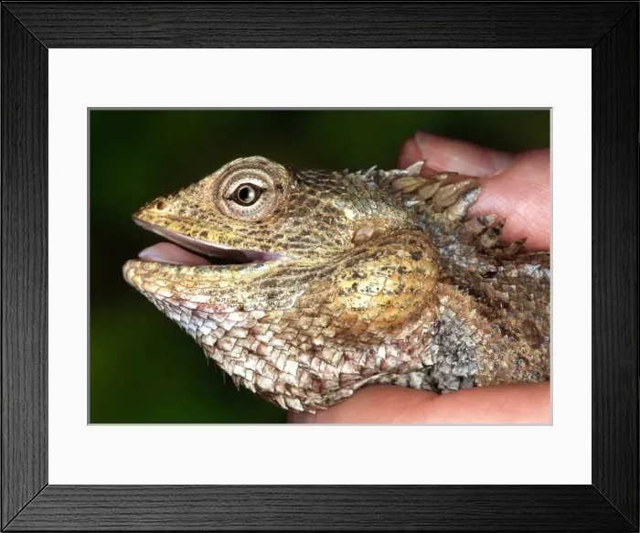 Framed Print : Calotes versicolor, agamid lizard Framed Print : Calotes versicolor, agamid lizard