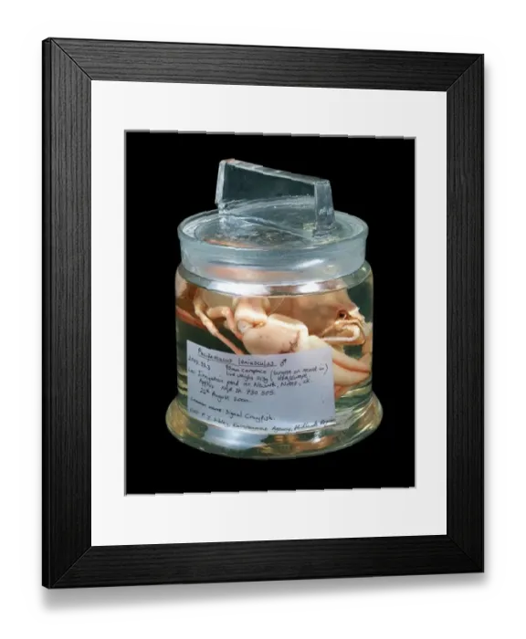 Framed Print : Pacifastacus leniusculus, signal crayfish Framed Print : Pacifastacus leniusculus, signal crayfish