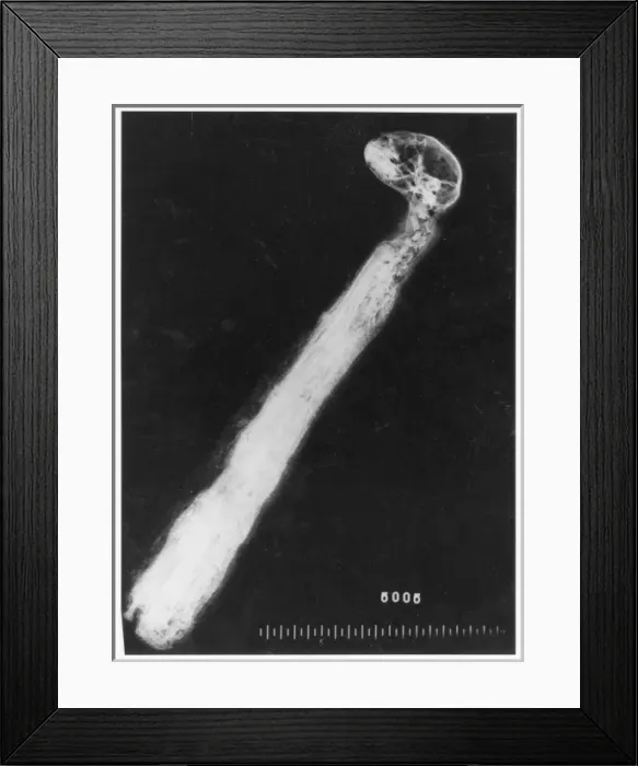 Framed Print : X-ray of a mummified cat Framed Print : X-ray of a mummified cat