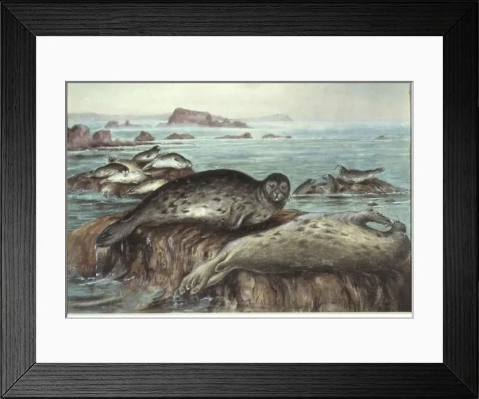 Framed Print : Phoca vitulina, harbour seal Framed Print : Phoca vitulina, harbour seal