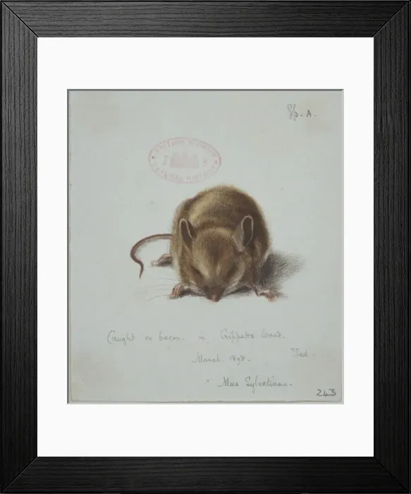 Framed Print : Apodemus sylvaticus, long-tailed field mouse Framed Print : Apodemus sylvaticus, long-tailed field mouse