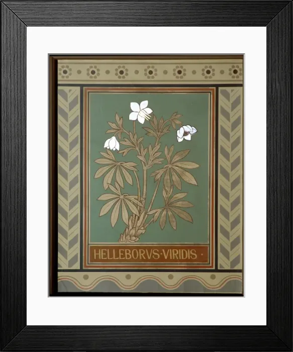 Framed Print : Helleborus viridis, green hellebore Framed Print : Helleborus viridis, green hellebore