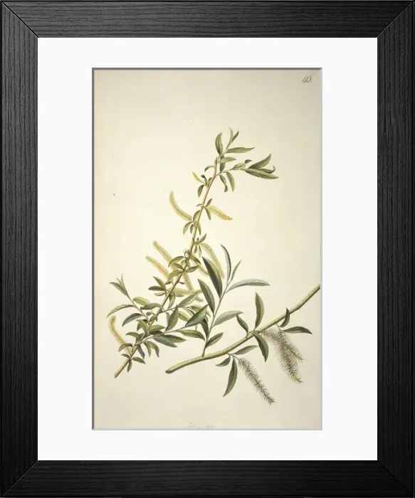 Framed Print : Salix alba L. willow Framed Print : Salix alba L. willow