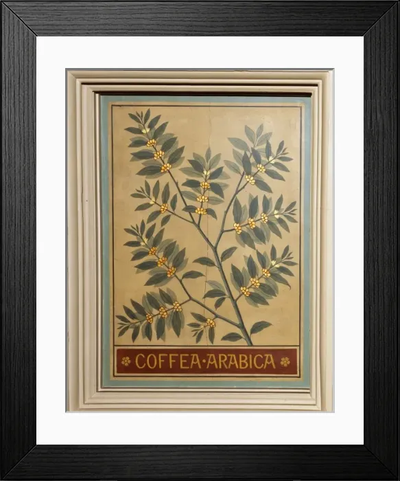 Framed Print : Coffea arabica, coffee Framed Print : Coffea arabica, coffee